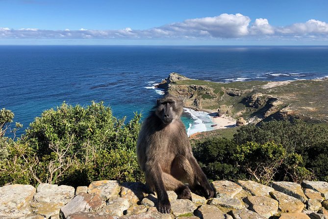 Private Day Tour to Cape Point , Penguins, Wine or Beer Tasting - A Quick Stop at Long Beach and the Ostrich Farm