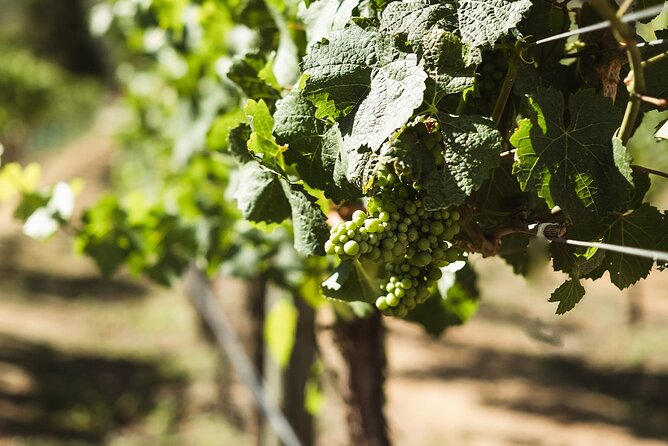 Queenstown: Afternoon Wine & Beer Tour with Platters - Wine for one, beer for the other