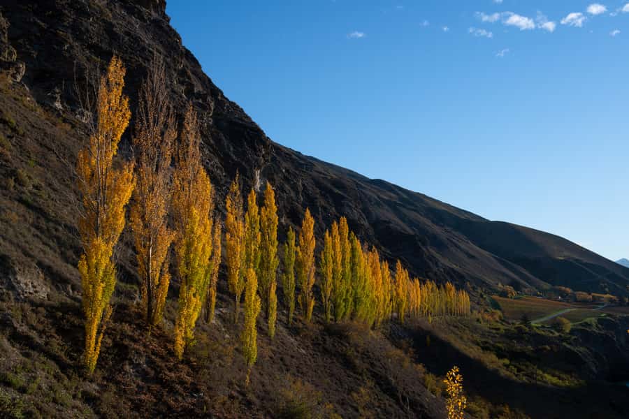 Queenstown: Craft Beer Brewery Tour with Lunch - A local guide makes the difference