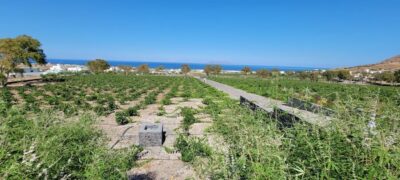 Santorini: Three Wineries and One Brewery Tour with Tastings