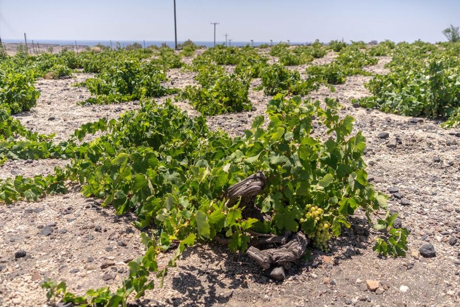 Santorini: Three Wineries and One Brewery Tour with Tastings - Estate Argyros shows the modern side of Santorini wine