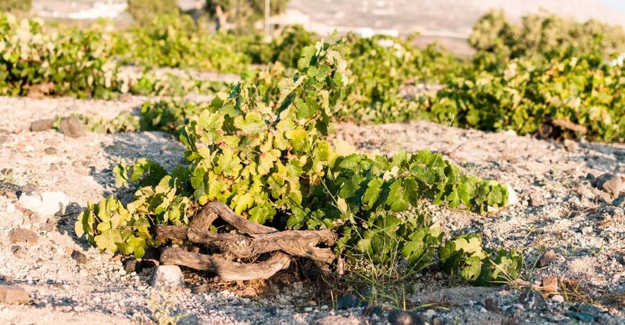 Santorini: Three Wineries and One Brewery Tour with Tastings - The guides make the transport more than a shuttle