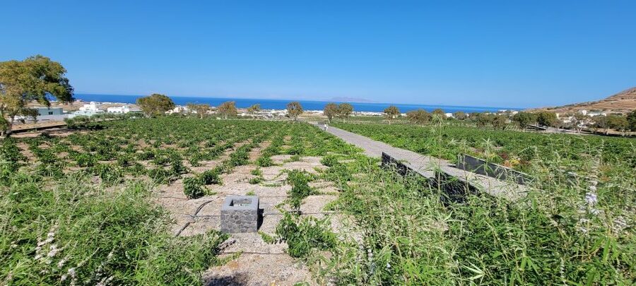 Santorini: Three Wineries and One Brewery Tour with Tastings - Santorini Brewing Company starts the day on a lighter note