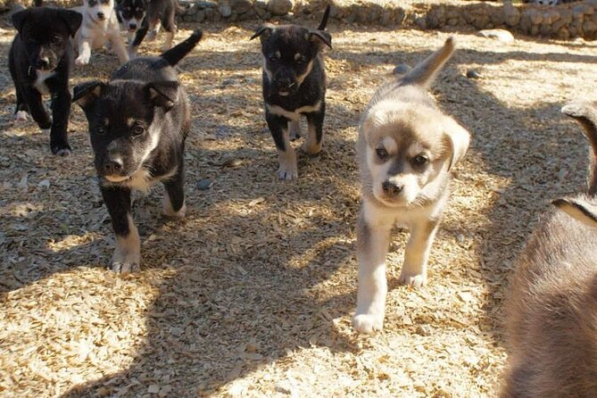 See Denali's Sled Dogs and Visit the Local Brewery - A Close Look at Alaskan Sled Dogs