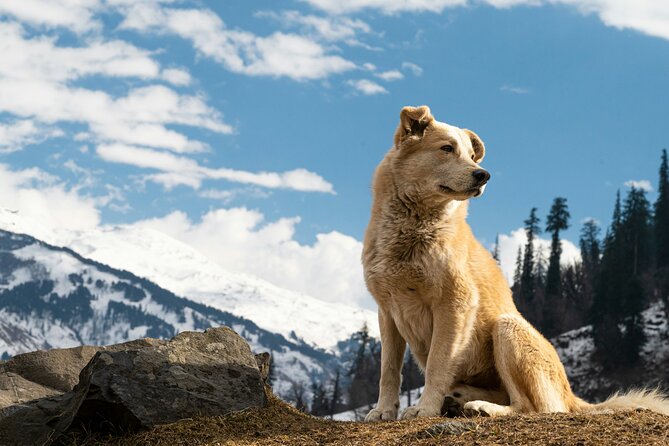 See Denali's Sled Dogs and Visit the Local Brewery - The Drive Toward Denali National Park