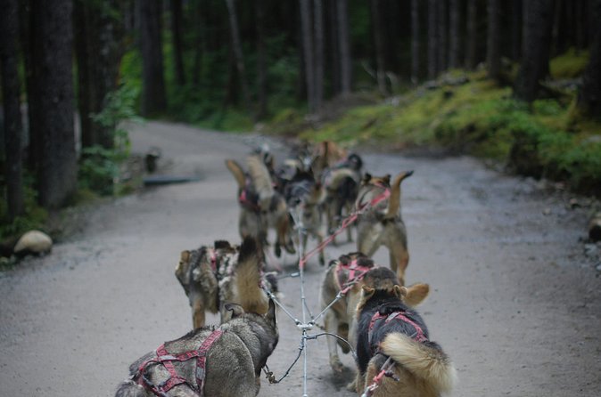 See Denali's Sled Dogs and Visit the Local Brewery - The Magic Bus Photo Stop