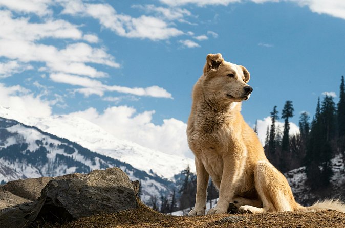 See Denali's Sled Dogs and Visit the Local Brewery - Who Will Enjoy This Experience Most?