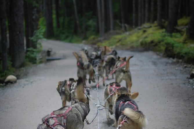 See Denali's Sled Dogs and Visit the Local Brewery - What You Learn About a Championship Team