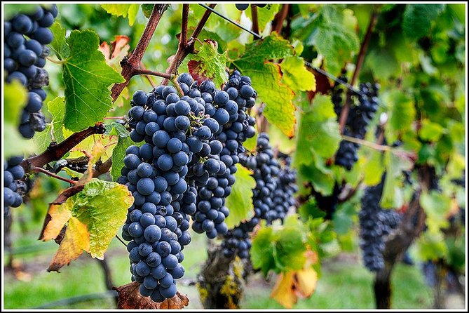 Small group - Napier Premium Wineries+ Beer tour -5.0 - 5.5 hours - The historic winery stop