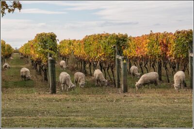Small group – Napier Premium Winery , Beer & Cider + 5.5h to 6h.