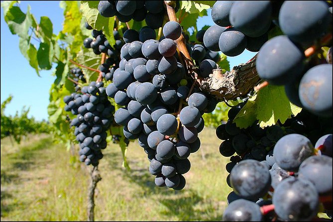Small group - Napier Premium Winery , Beer & Cider + 5.5h to 6h. - Lunch with cheese or pizza