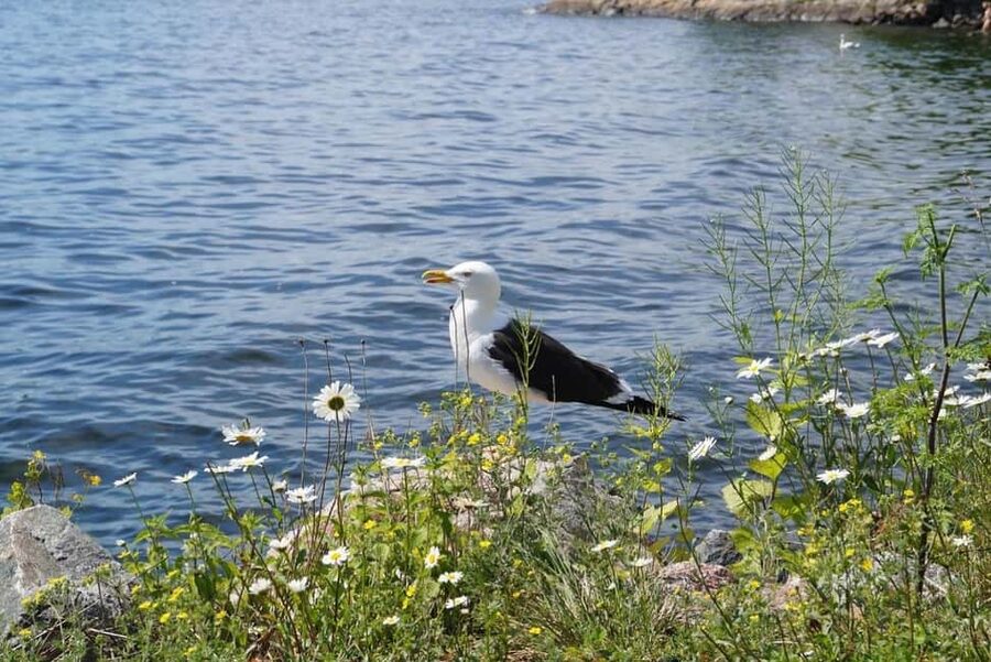 Stockholm Archipelago Guided Island Cruise With Craft Beer - Who should book this experience?