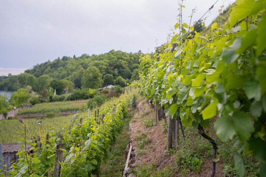 Stuttgart: Hiking Tour with Craft Beer Tasting - Who Will Enjoy This Beer Hike Most