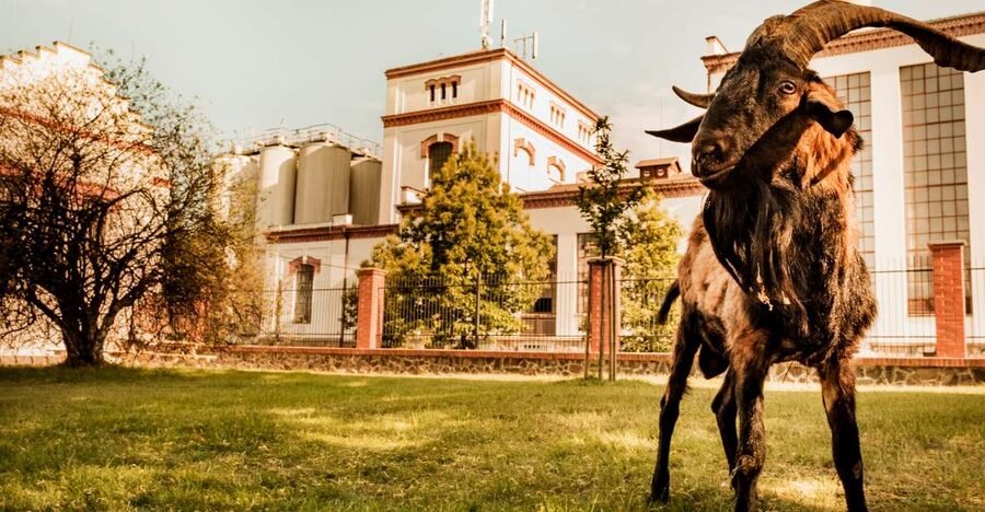 Velke Popovice: Kozel Brewery Tour with Beer Tasting - The Ringhoffer family and Kozel’s long story