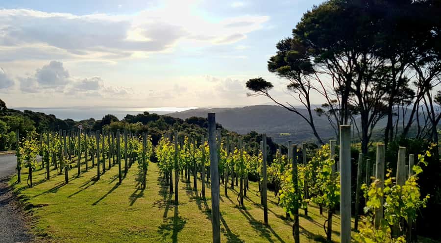 Waiheke: Scenic Taste and Graze Tour with Wine, Whisky, Beer - Olive oil, honey, and the final tasting