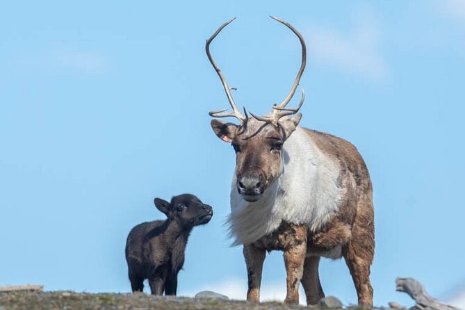Wildlife Center with Lunch and Local Beer Sampling - Who should book this half-day tour