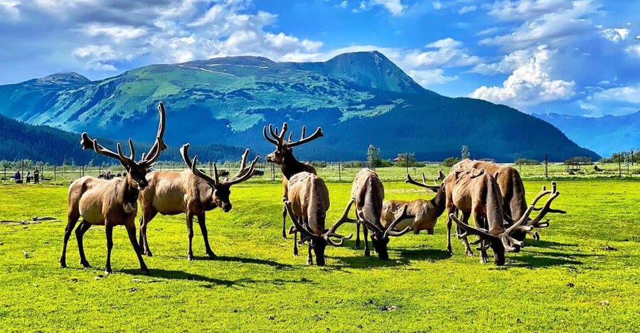Wildlife Center with Lunch & Local Beer Sampling - Why this Anchorage day trip works