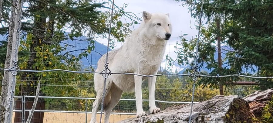Wildlife Center with Lunch & Local Beer Sampling - Meeting the white van in downtown Anchorage