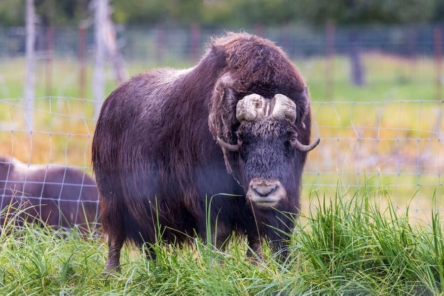 Wildlife Center with Lunch & Local Beer Sampling - Lunch and beer at Girdwood Brewing Company