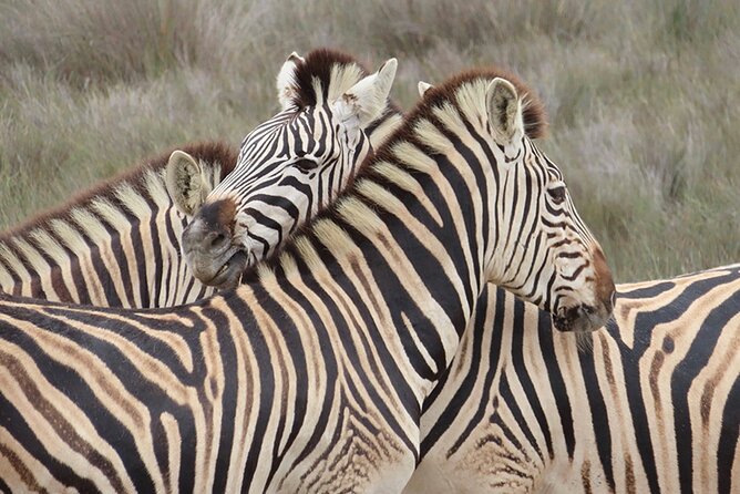 Wildlife Safari, Olive, Beer/Wine Tasting Day Tour from Cape Town - Why this Cape Town day trip works