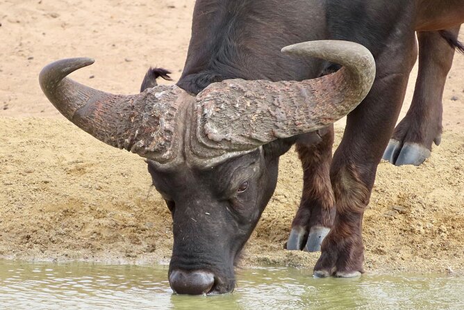 Wildlife Safari, Olive, Beer/Wine Tasting Day Tour from Cape Town - Buffelsfontein and the three-hour game drive