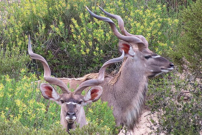 Wildlife Safari, Olive, Beer/Wine Tasting Day Tour from Cape Town - Darling Brew, lunch, and the cost of drinking