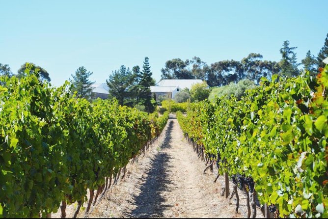 Wine Beer and Biltong Safari - Stellenbosch - The braai is the meal that makes the schedule work