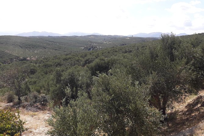 Wine, Beer, Olive Oil Tasting Private Tour (price per group of 6) - A food-focused day in the hills west of Chania