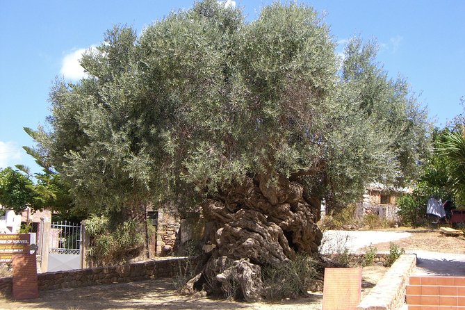 Wine, Beer, Olive Oil Tasting Private Tour (price per group of 6) - Inside the Cretan Brewery
